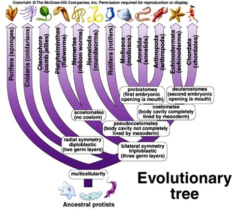 Phylum Of Non Chordates