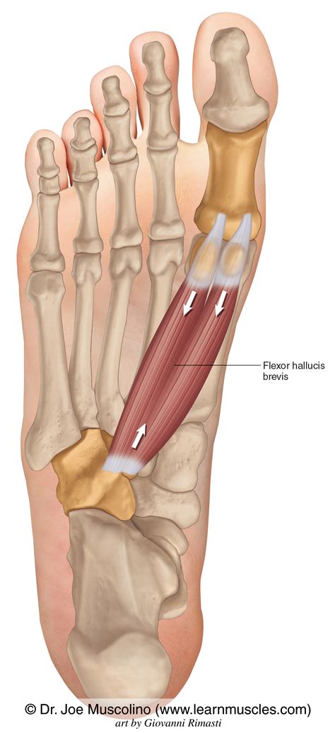 Flexor Hallucis Brevis - Learn Muscles