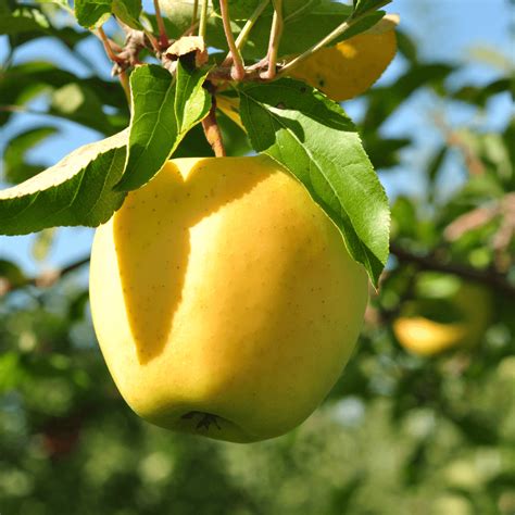 Shop Golden Delicious Apple Trees at Moon Valley Nurseries