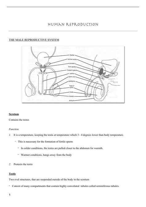 Image result for Human Reproduction Worksheet Grade 12 Biology PDF