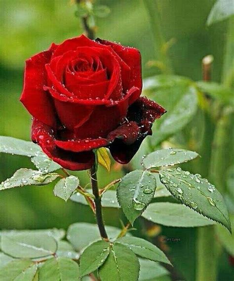 GreenPoint Red Rose Flower/Golap Flower Live Plant,Pack of 1. : Amazon ...