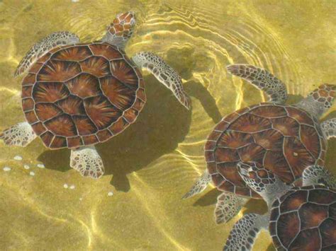 Loggerhead Turtle Shell 的图像结果