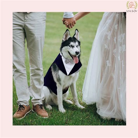 Blog Dog tuxedo | Guide for dog tuxedo – Wrapinfur