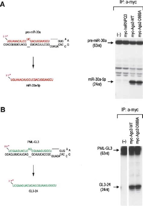 Risc Complex 的图像结果