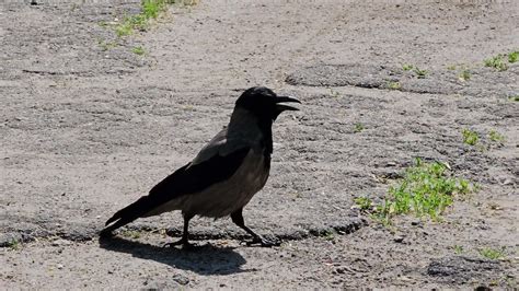 Detailed shot of the behavior of the gray-black crow. 24568432 Stock Video at Vecteezy