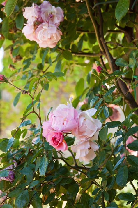 No solo Buganvilla: 10 plantas con flores que son ideales para alegrar ...