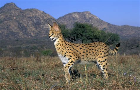 Serval Cat