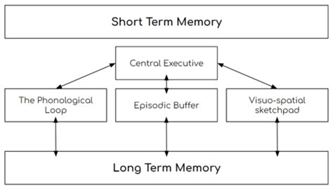 Image result for Working Memory Model