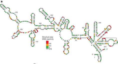 RNA Structure Drawing 的图像结果