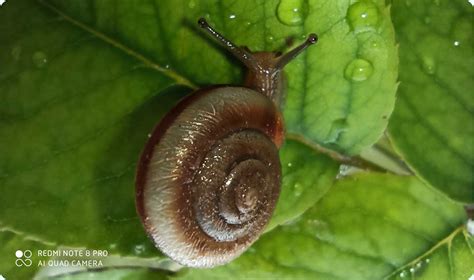 Redmi Note 8 Pro Gaming Performance 的图像结果