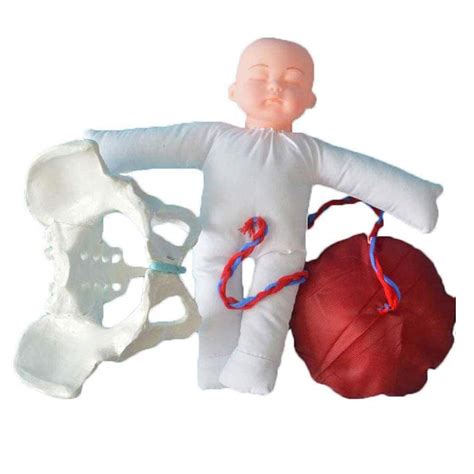 Buy Midwifery Training Model Female Pelvis Childbirth Model, with ...