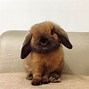 Image result for Soft Fluffy Bunny