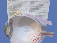 Image result for Science Eye Projects Tutorial