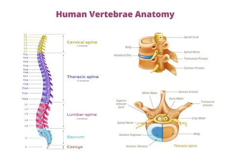 Infografía de la anatomía de la médula espinal de las vértebras con zonas codificadas por ...