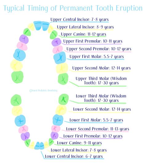 Image result for Tooth Growth Chart