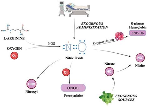 Oxidative Stress and Cerebral Vascular Tone: The Role of Reactive ...