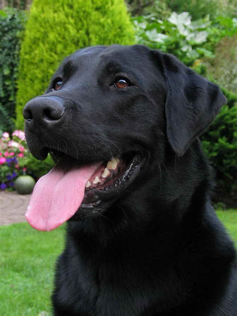 Black Labrador Pictures