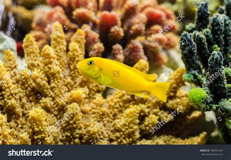 Image result for Hummingbird Fish