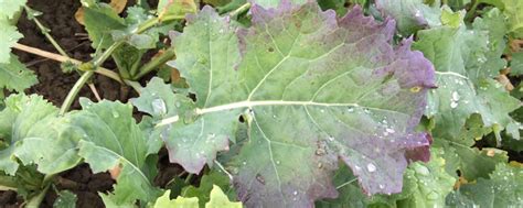 Raps: Wasserrübenvergilbungsvirus TuYV jetzt überall in Deutschland ...