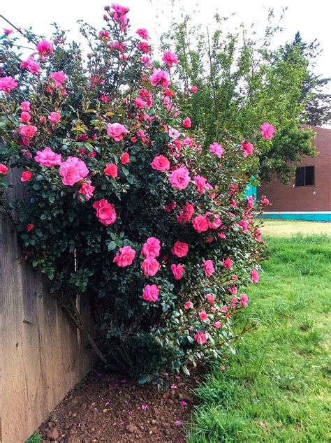 COLIBRI INN (Patzcuaro) - Guesthouse Reviews & Photos - Tripadvisor