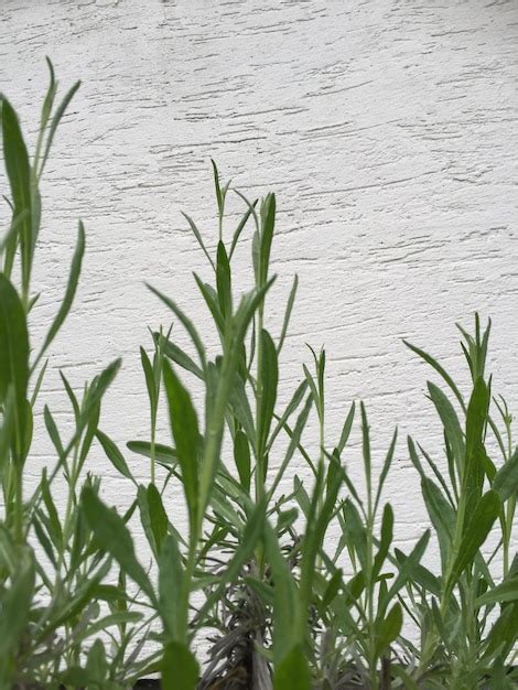 Plants growing in pond | Premium Photo