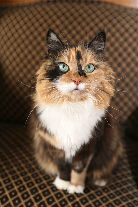These calico cat personality traits will not fail to enchant you – Artofit