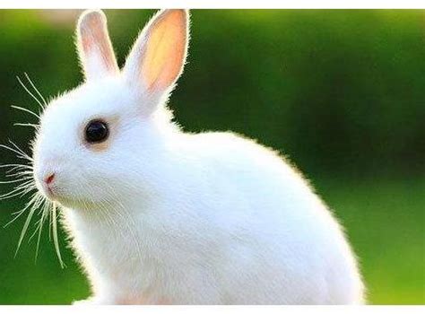 属兔的今年多大（属兔的人2017年多大）_可可情感网