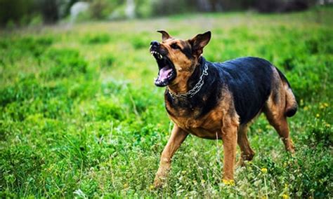 WebAstrologers Dream Dictionary | Mad Dog | Animal Dreams