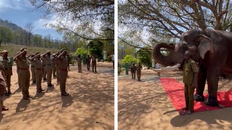 Sight to behold! Elephant involved in 99 rescue operations retires at ...