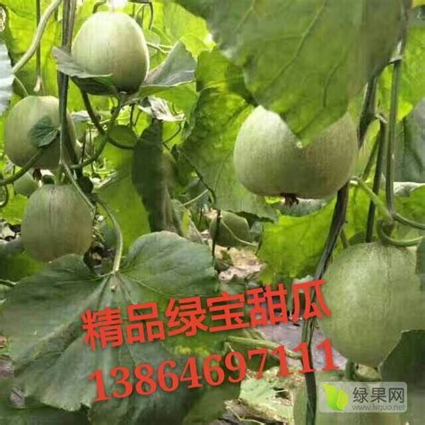 山东潍坊绿宝甜瓜产地批发价格便宜 - 绿果网