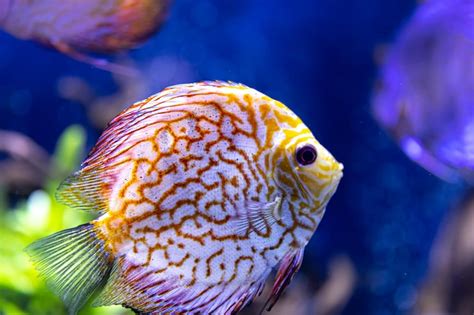 Aquarium Photos - Download Free High-Quality Pictures | Freepik