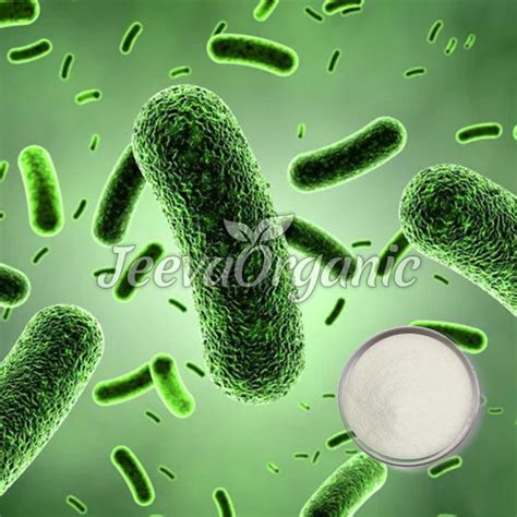 Lactobacillus Paracasei Powder 400 Billion CFU/g | Bulk Wholesale