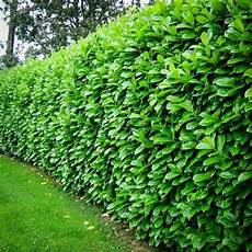 Privacy Plants by Privacy With Plants The Garden Glove Privacy Plants