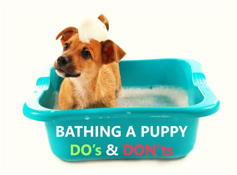 Bathing a Puppy - Do's and Don'ts