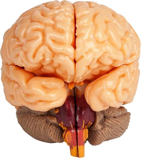 Buy SmartLab The Amazing Squishy Brain Online India | Ubuy