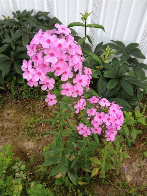 Tall Phlox
