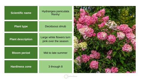 How To Grow And Care For Strawberry Vanilla Hydrangea