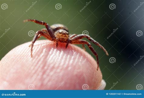 Close Up of Crab Spider Thomisidae Sitting on Finger Stock Photo ...