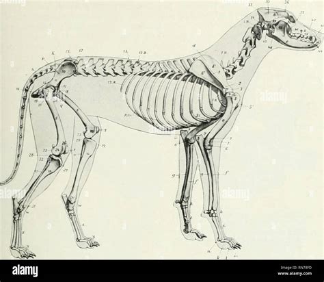 Coccygeal Vertebrae Dog