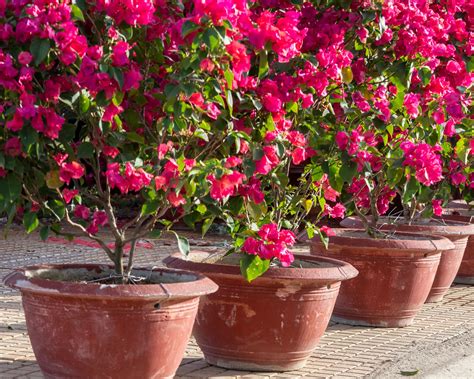 How To Grow Bougainvillea In Balcony at Monika Demers blog