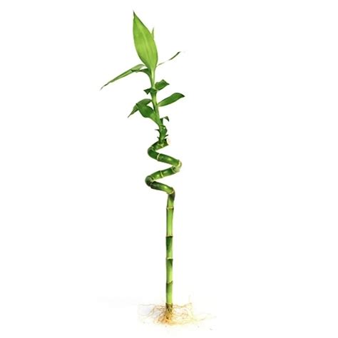 Lucky Bamboo Curly – Aquarium or Terrarium Plant – Tropical Treasures ...