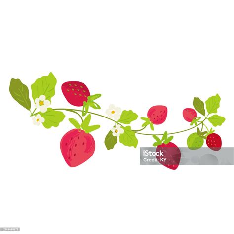 Vector Strawberry Vine Hand Drawn Illustration Stock Illustration ...