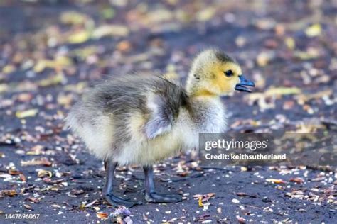 4.540 Gänseküken Stock Photos, High-Res Pictures, and Images - Getty Images
