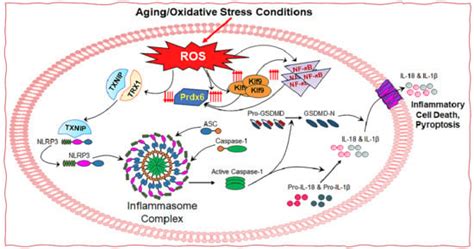 NLRP3 Inflammasome and Inflammatory Response in Aging Disorders: The ...