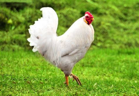 Image result for Animals Using Compouter