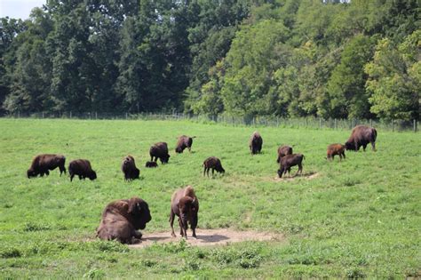 Big Bone Lick State Historic Site - Lewis and Clark Trail Experience