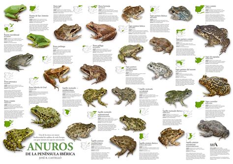 Frogs In Spanish