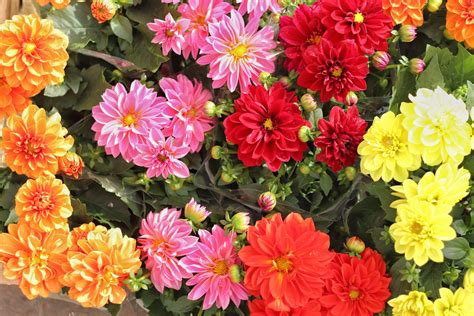 Dahlia Top Star Mix – korrelseeds