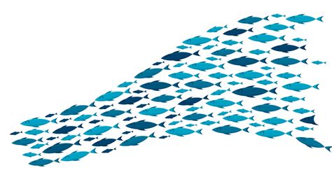 Fishguard | How To Rectify Problems In Biofloc Fish Farming