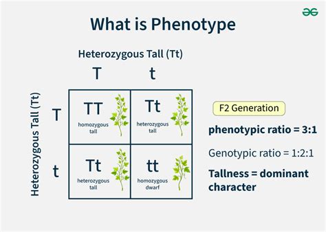 Image result for Phenotype Example